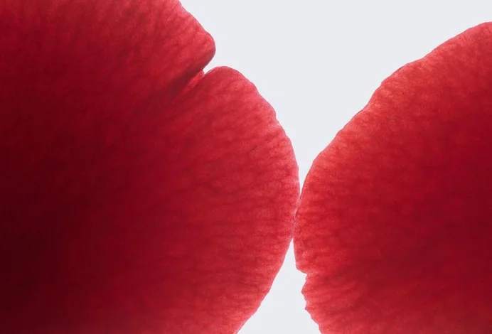 Close-up of deep red rose petals.